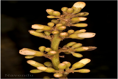 Canarium strictum